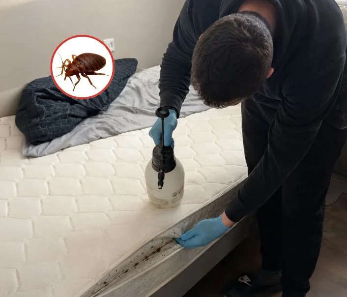 Technicien traitant un matelas contre les punaises de lit à Maisoncelles-en-Brie